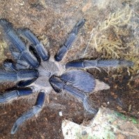 0.1 Chilobrachys sp. ??