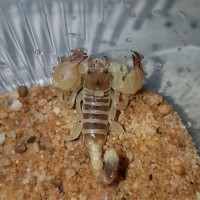 Scorpio murinus drinking