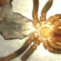 Chromatopelma cyaneopubescens [molt sexing]