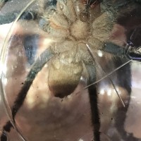 Aphonopelma seemanni sex?