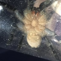 Sex me A. seemanni