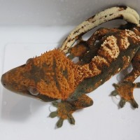 Scaredy Geck