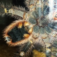 Male Grammostola pulchripes