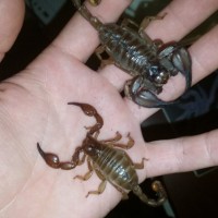 New scorpion size comparison