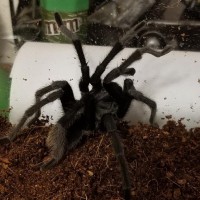 Tarantula