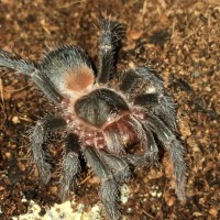 E. Sp Red