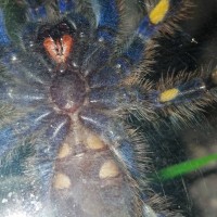 Poecilotheria metallica [ventral sexing]