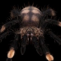 Psalmopoeus irminia Sling