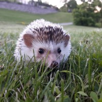 Pippin in the grass