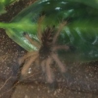 Avicularia Avicularia #3