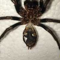 Chromatopelma Cyaneopubescens 2inch