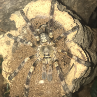 Poecilotheria (1/2)