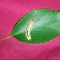 Caterpillar ID?