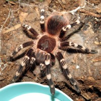 Genicula (♂ Acanthoscurria geniculata 3.5")