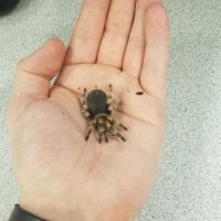 Brachypelma smithi