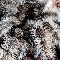 Brachypelma albopilosum