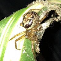 Steatoda nobilis