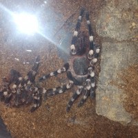 Geniculata