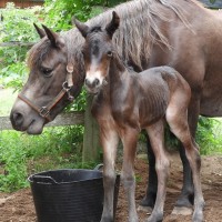 Last foal of the year