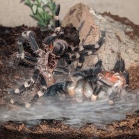 A. geniculata molting... think the hard part is over.