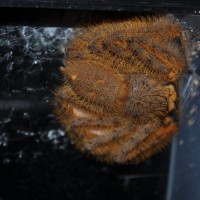 Heteropoda davidbowie on egg sack