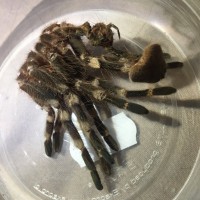 Bernard moulted