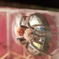 GBB Juvenile