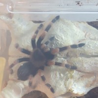 Brachypelma hamorii (male)