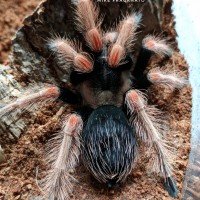 Brachypelma baumgarteni