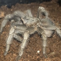 Is this a Aphonopelma seemanni? Img2