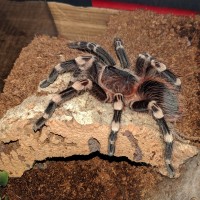 A. geniculata