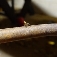 One of the Tiniest Spiders I Have Ever Seen