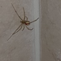 UK spider found in bathroom