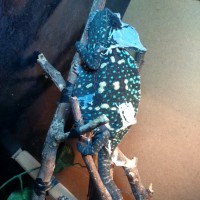 Veiled chameleon pre-mating behaviour