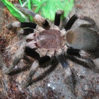 Haplocosmia himalayana, (sub?)adult female