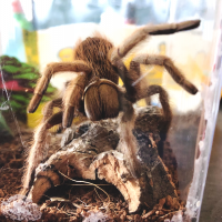 A.chalcodes - Say hello to Texas