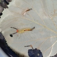 White Marked Tussock Caterpillar