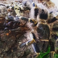 Juvenile Male G. pulchripes