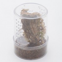 enclosure for C. versicolor sling