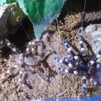 A.genic molt