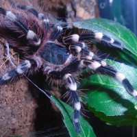 A. genic just after molt