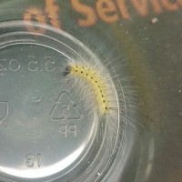 Suspected Fall Webworm