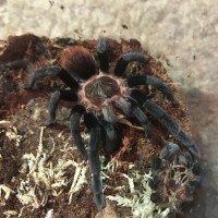 B. vagans having a snack