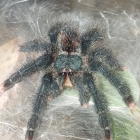 Avicularia avicularia looking good after molt