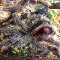 Avicularia variegata