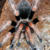 Brachypelma baumgarteni