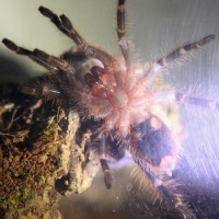 G.Pulchripes male or female?