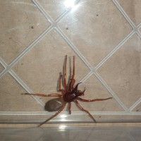 Woodlouse Spider