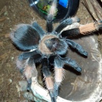 Brachypelma Emilia