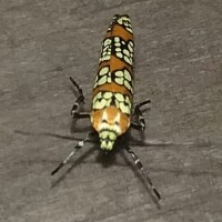 ailanthus web worm moth